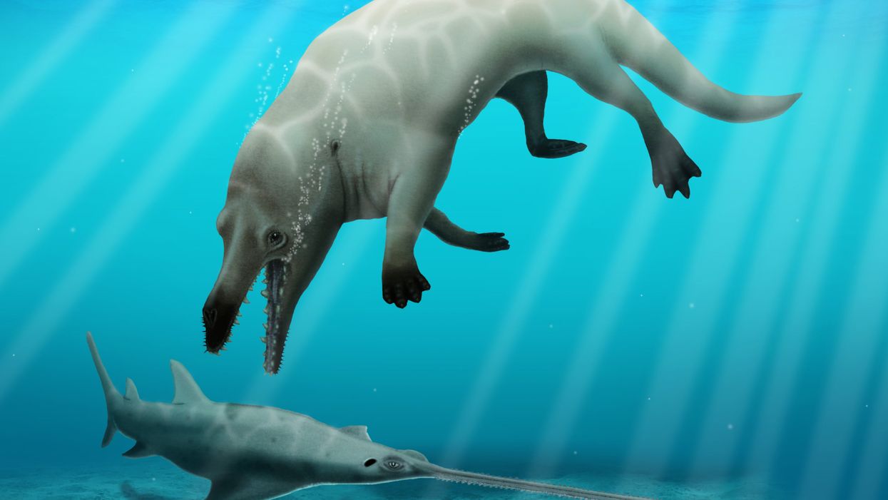 Egyptian scientists uncover the fossil of a deadly 4-legged wale that walked on land