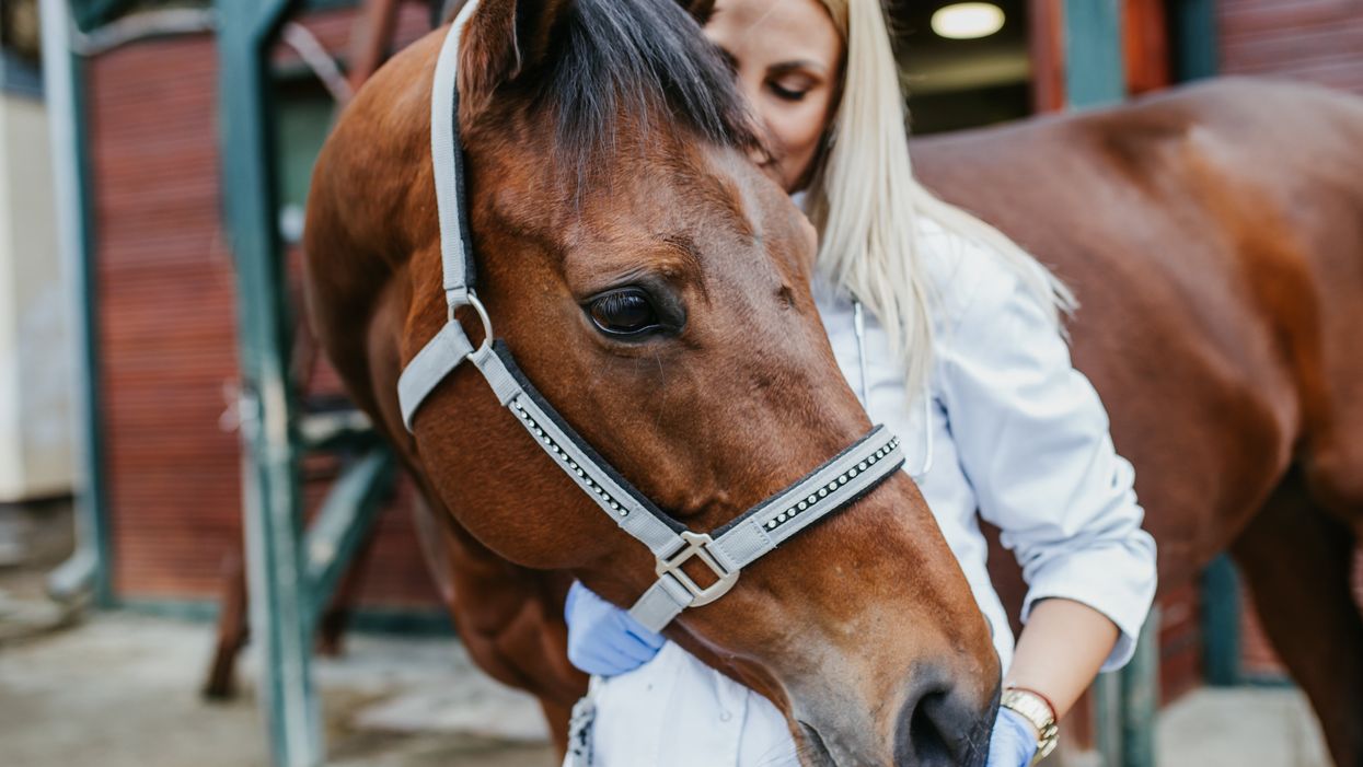 People keep taking horse dewormer to treat Covid despite little to no evidence that it works