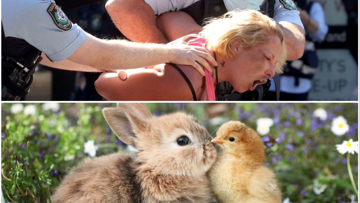 An anti-lockdown Twitter hashtag has been hijacked by cute animal pictures