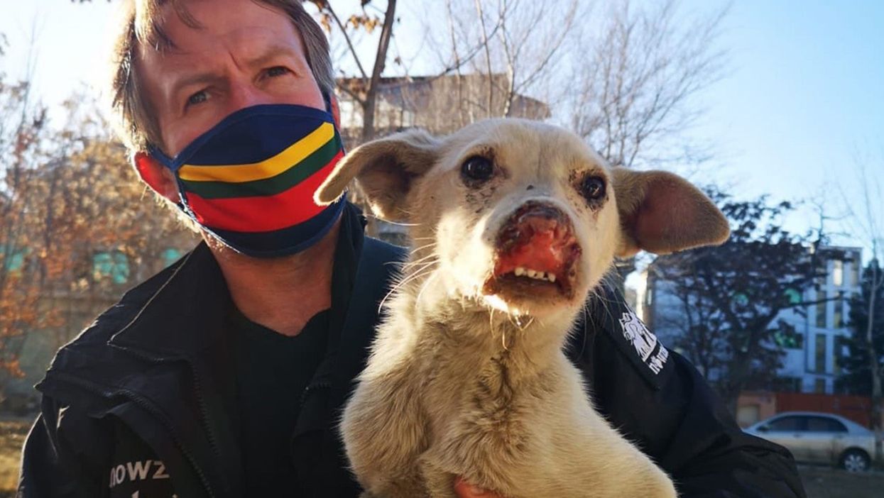 Pen Farthing tells of relief as Nowzad staff settle into new lives in the UK