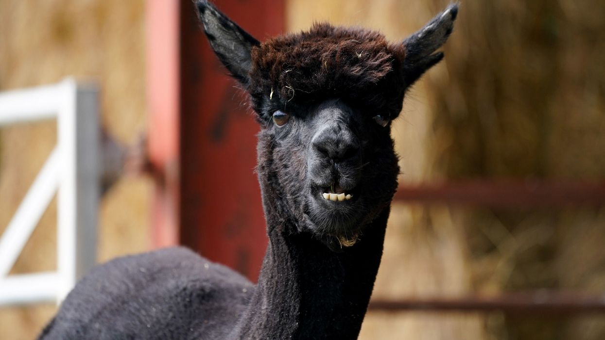 Geronimo the alpaca will be slaughtered after High Court appeal fails - and people are heartbroken