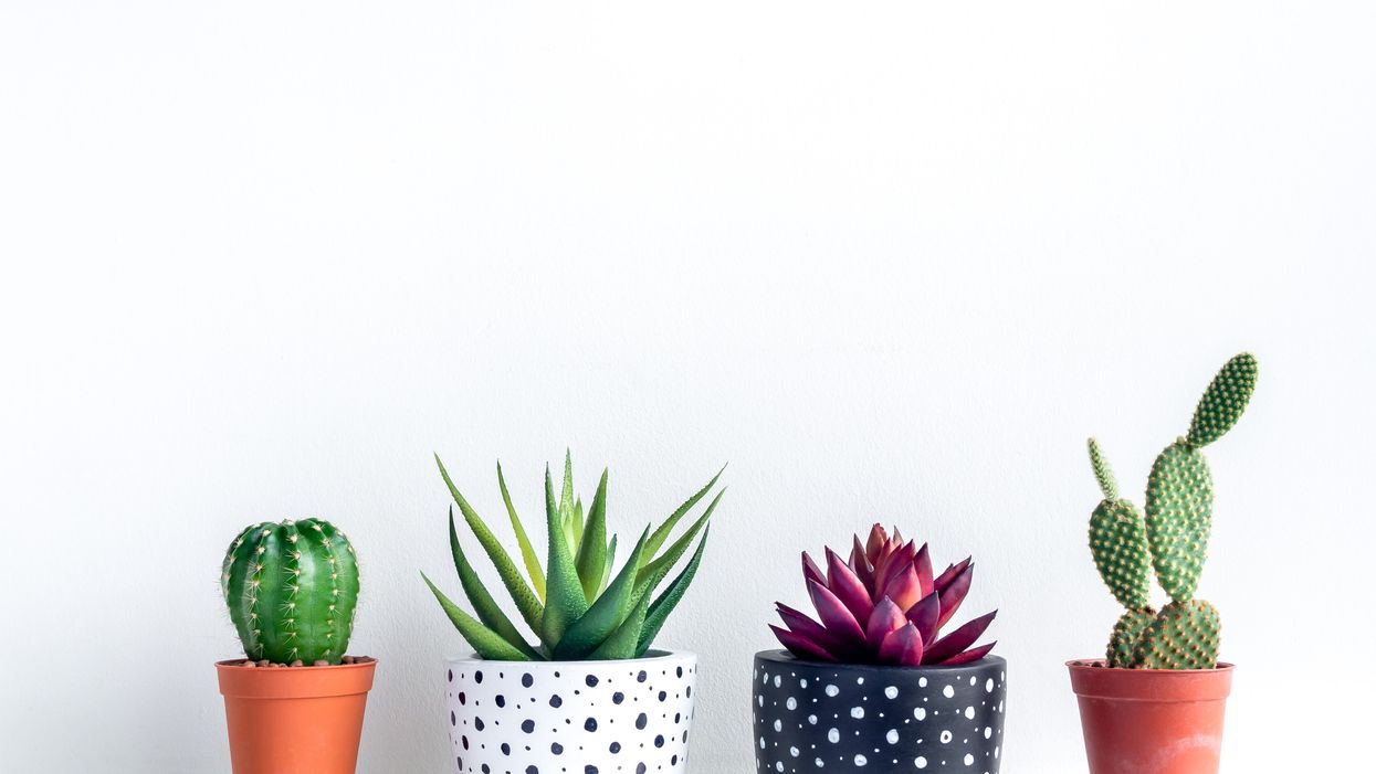 11 best unique planters and vases for displaying flowers in your home