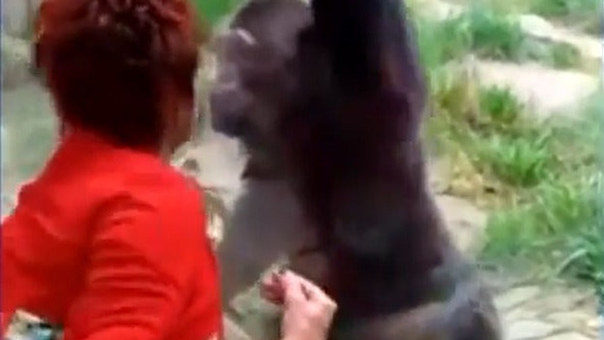 Woman who had ‘affair’ with zoo chimpanzee asked to ‘change behaviour’ and ‘let him be a chimp’