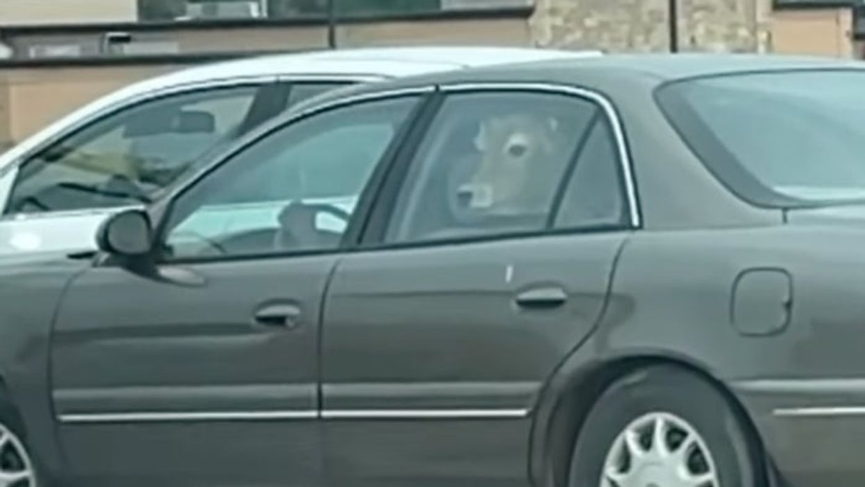 Cow spotted sitting in the back of a car in Wisconson McDonald’s drive-thru