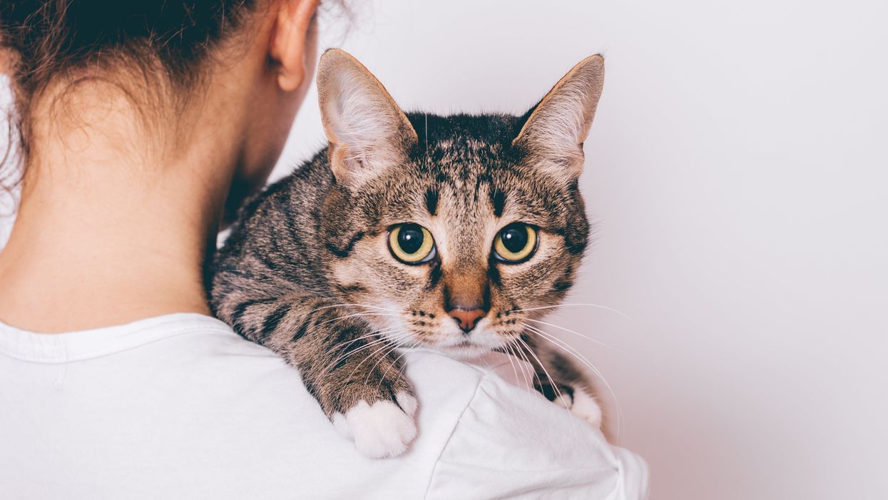 Anxious humans are stressing their cats out, according to study