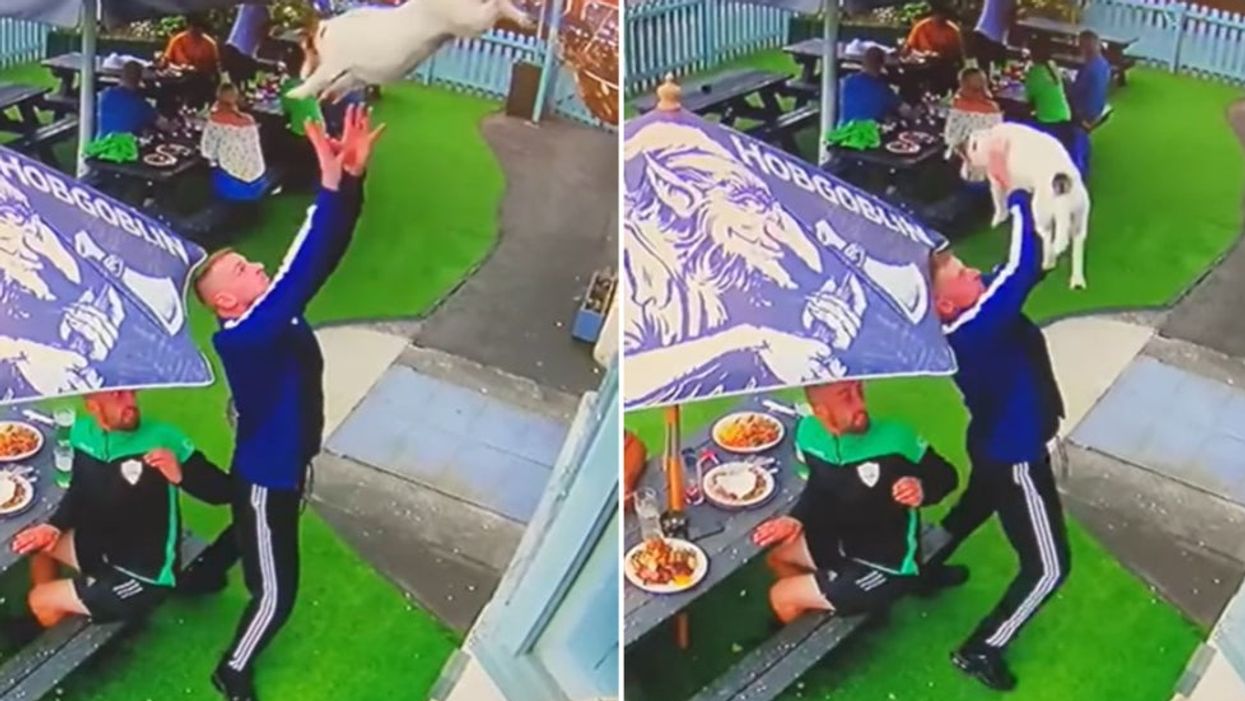 Moment quick-witted pub punter catches dog as it leaps from upstairs window