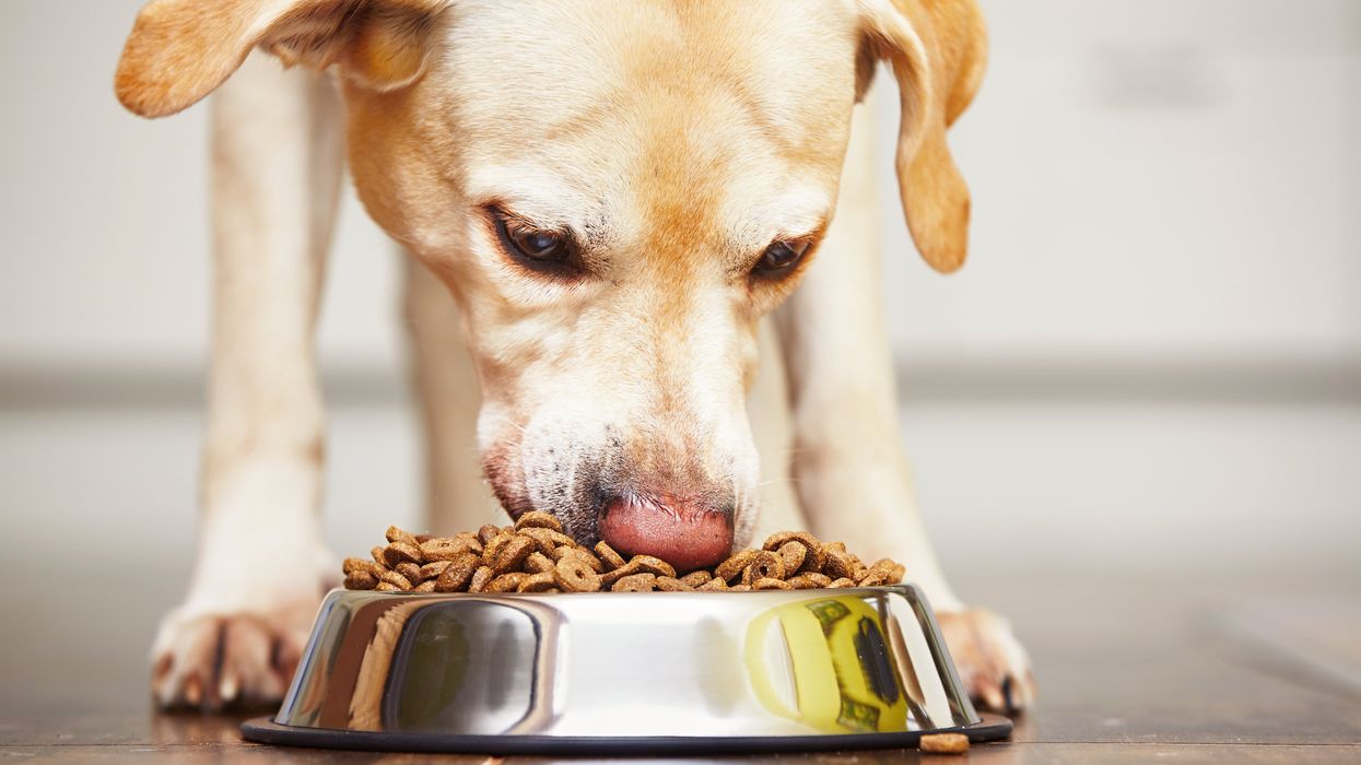 Man goes viral after ending up on Tinder date with his dog’s previous owner