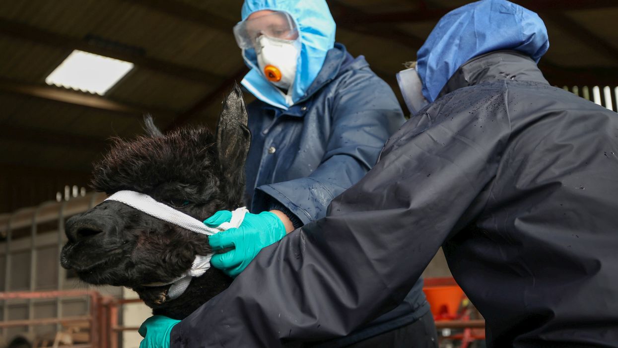 Geronimo the alpaca has been executed - here’s how people are reacting