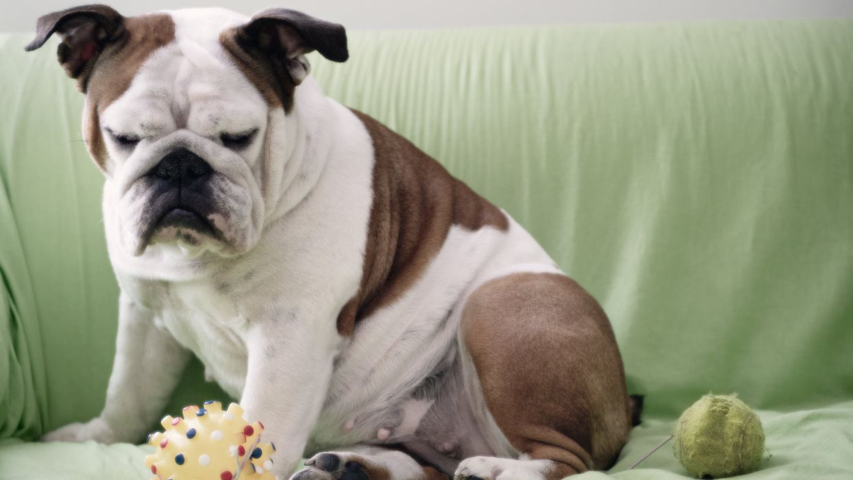 10 best dog toys to keep your pet happy and playful, according to experts