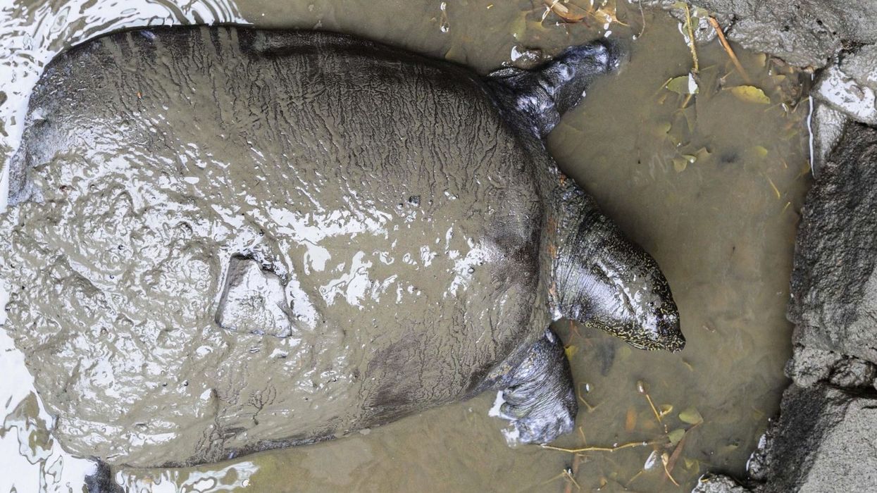 Australian ambassador faces furious backlash for eating an endangered turtle