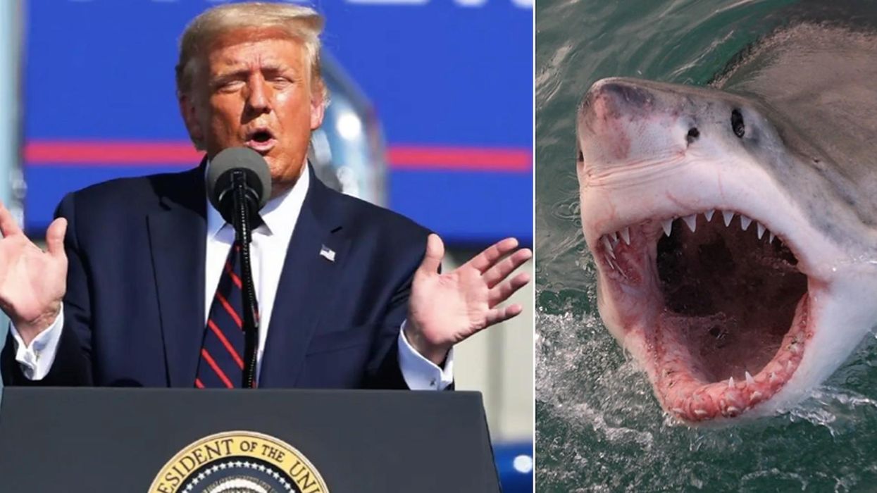 Trump goes on bizarre rant about sharks, seals and mosquitos in the middle of a speech