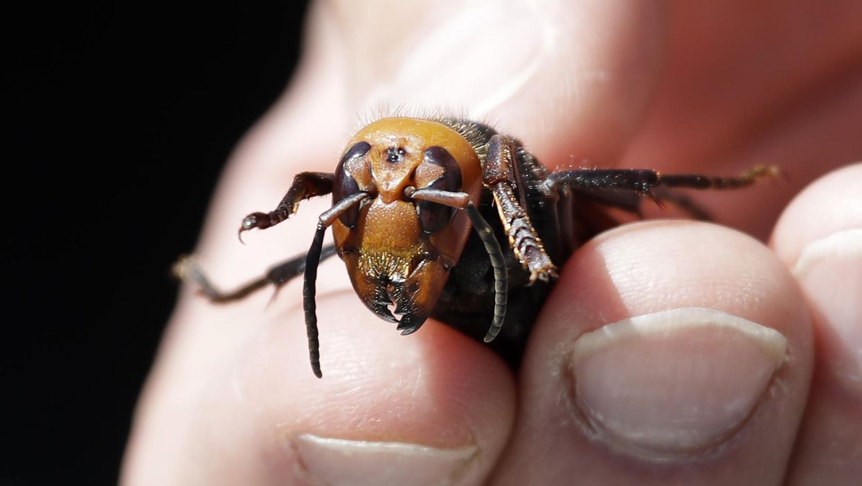 Video shows ‘murder hornets’ destroying an entire bee hive