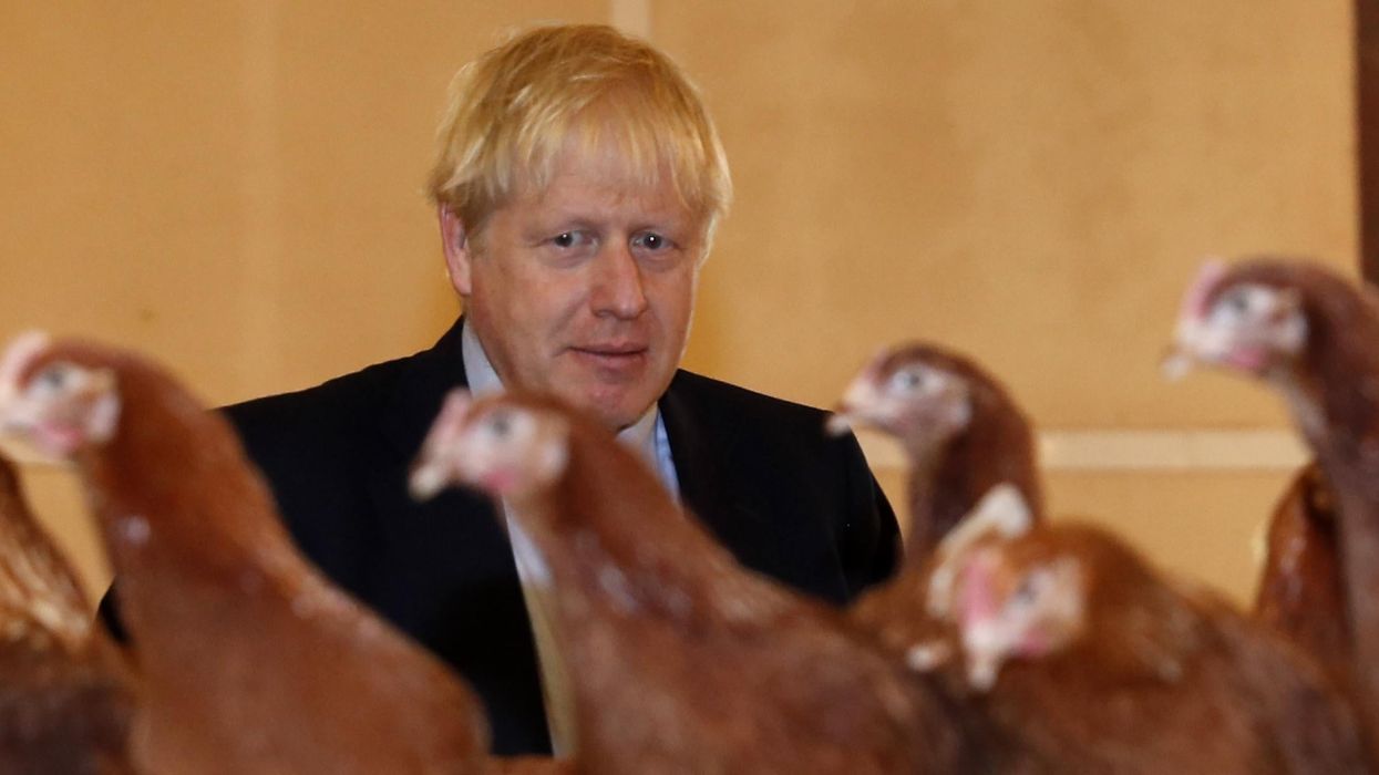 Tories slammed for 'desperate' decision not to ban chlorinated chicken from the UK