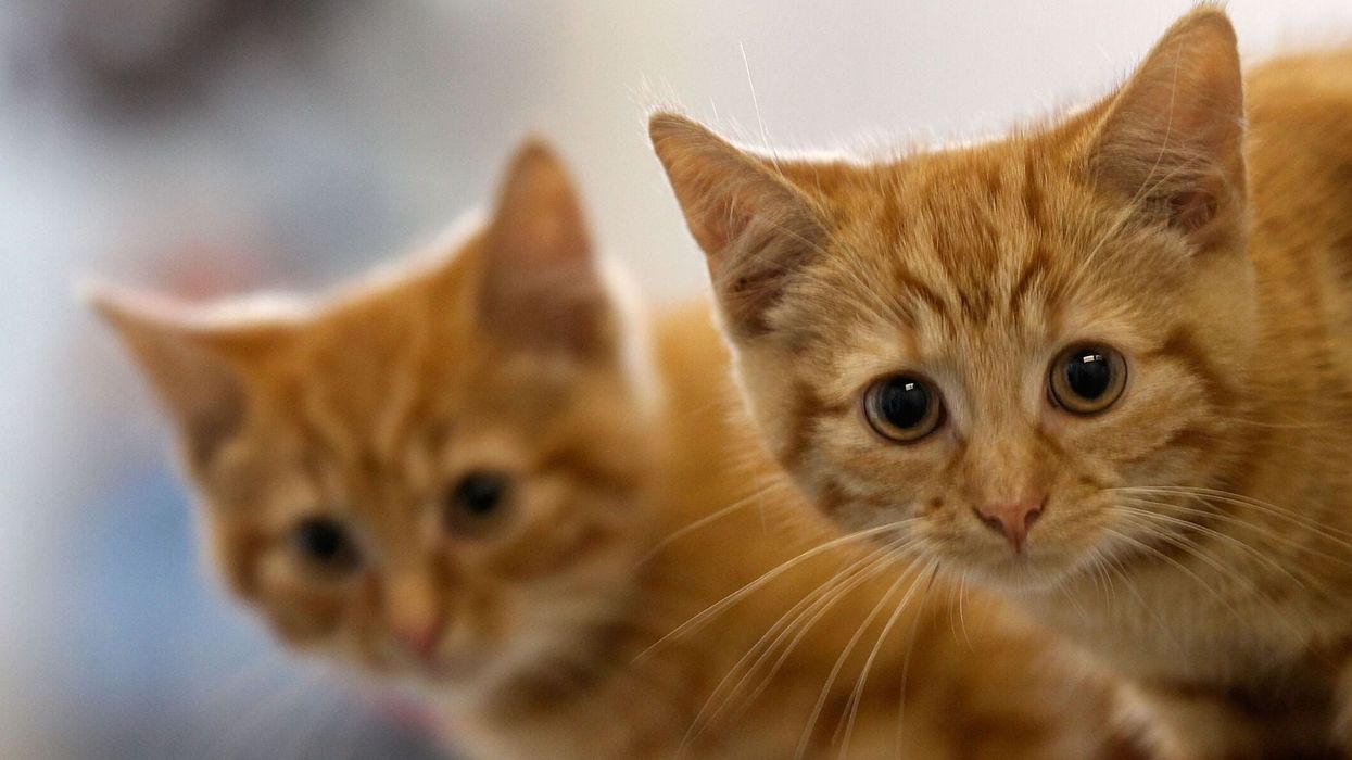 Peta slammed for 'sick joke' after posting graphic image of a cat with 'offensive' caption