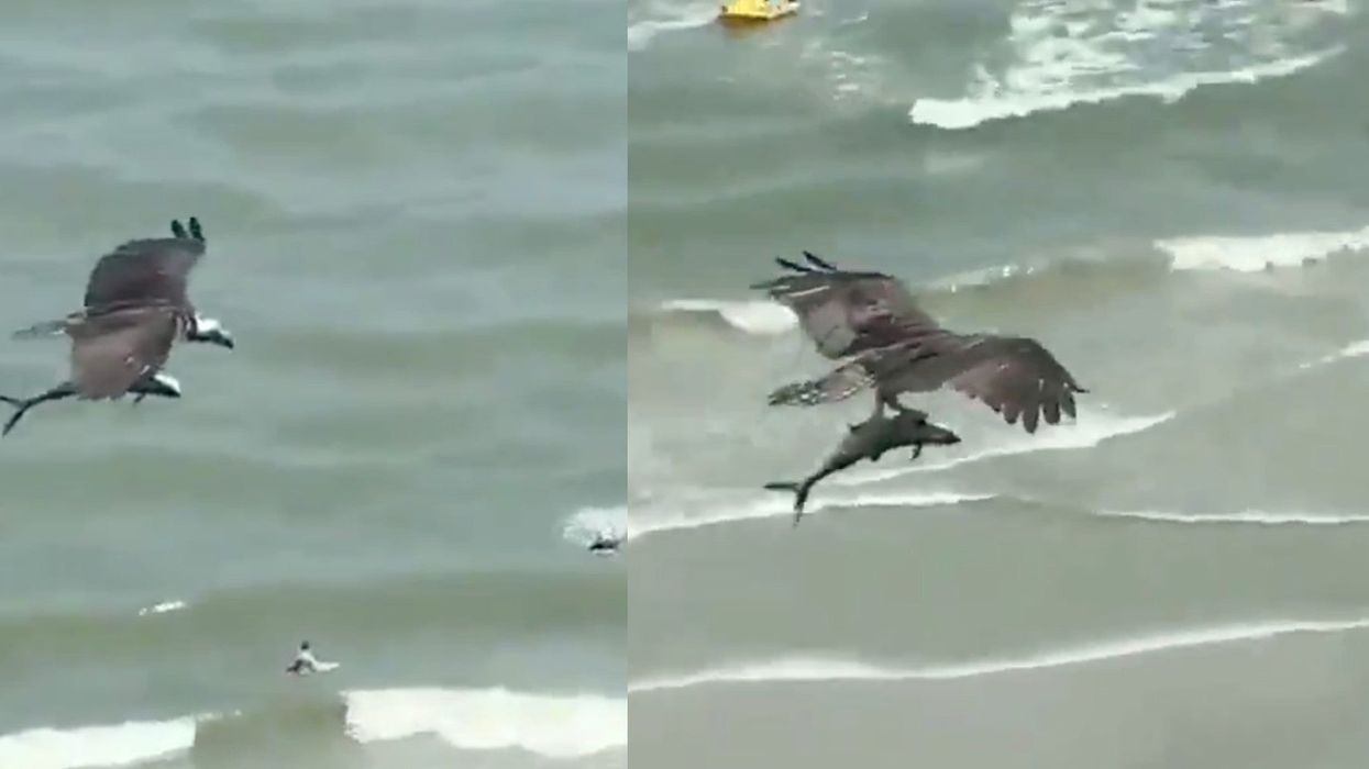 Sorry everyone but the giant bird in that viral video wasn't carrying a shark at all