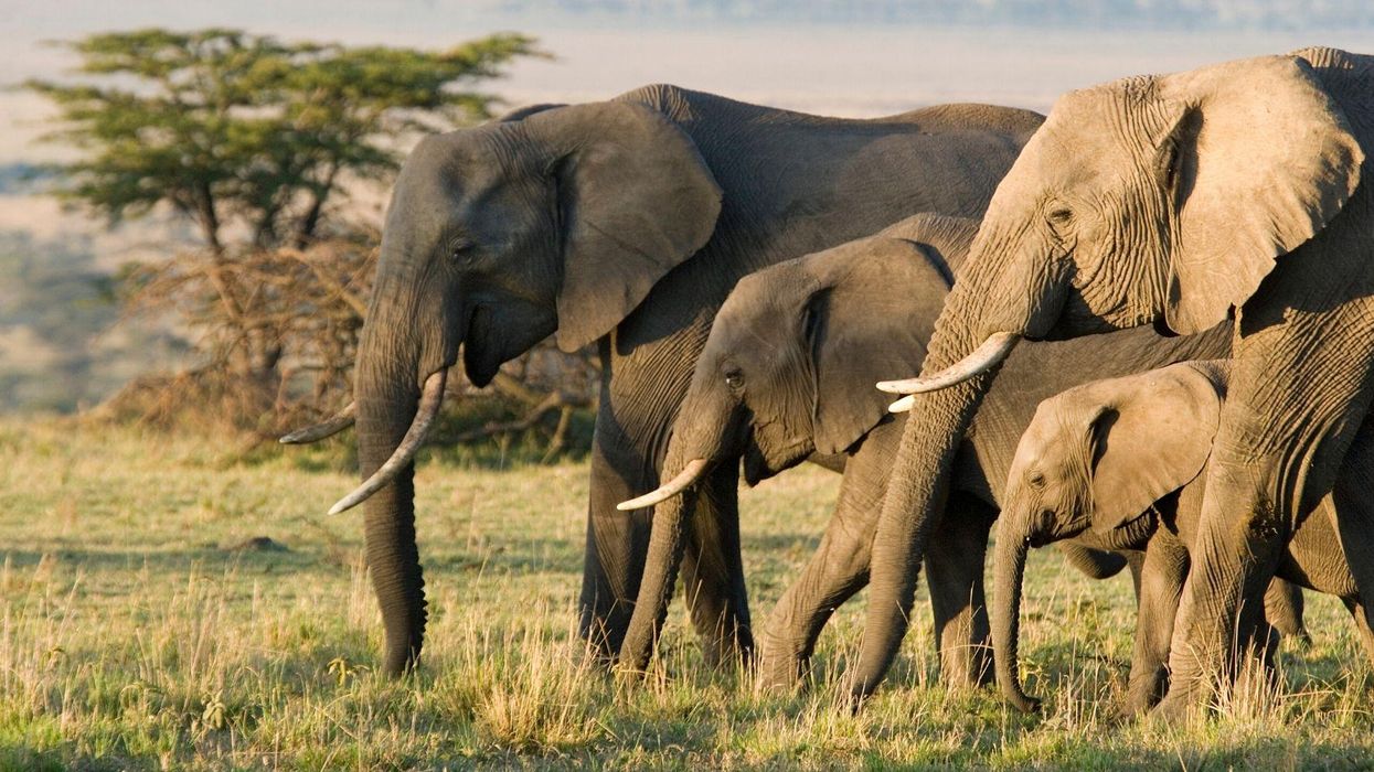 Scientists baffled over mysterious mass ‘die-off’ of elephants in Botswana