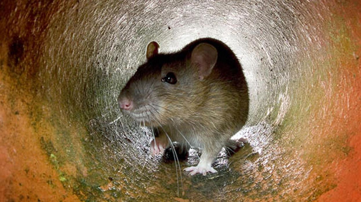 Ravenous rats 'the size of beavers' are invading homes as pest control call outs skyrocket