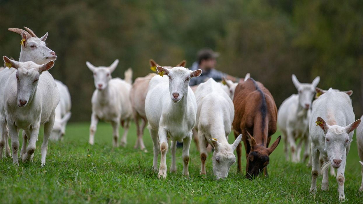 Florida woman files lawsuit against neighbour demanding a paternity test on five goats