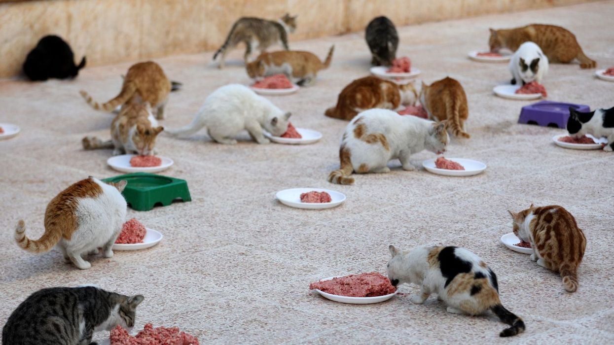People are sharing videos of their cats eating food 'like Hungry Hippos'