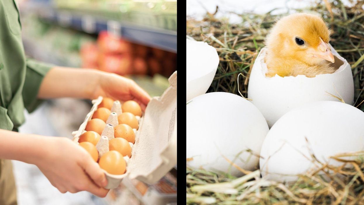 Woman hatches three duckings from a carton of Waitrose eggs
