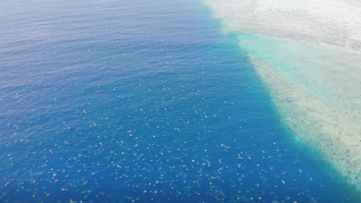 Footage captures stunning moment thousands of turtles arrive on beach to nest