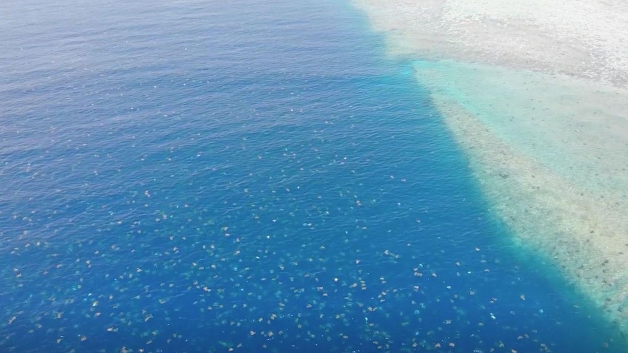 Footage captures stunning moment thousands of turtles arrive on beach to nest
