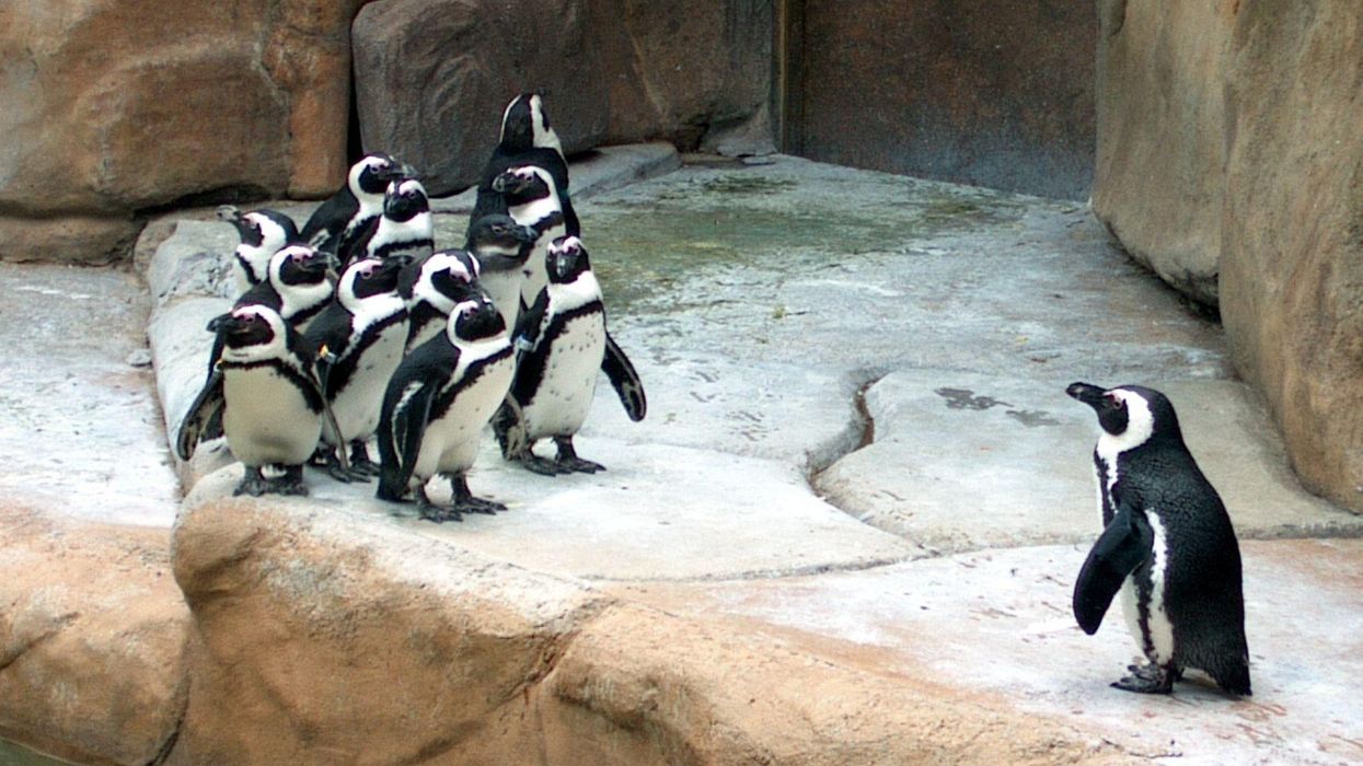 Unprecedented demand crashes zoo website as lockdown rules mean they can re-open