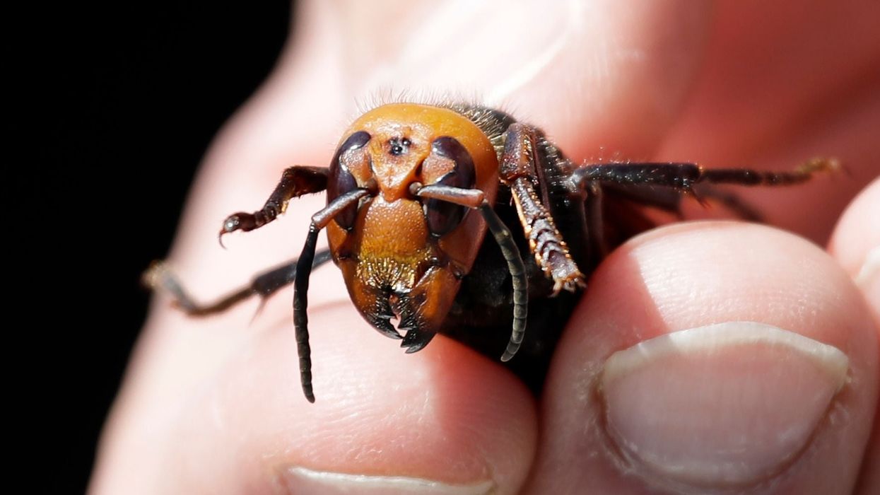 First queen ‘murder hornet' discovered in America, leading to fears there may be ‘hundreds’ more, scientists say