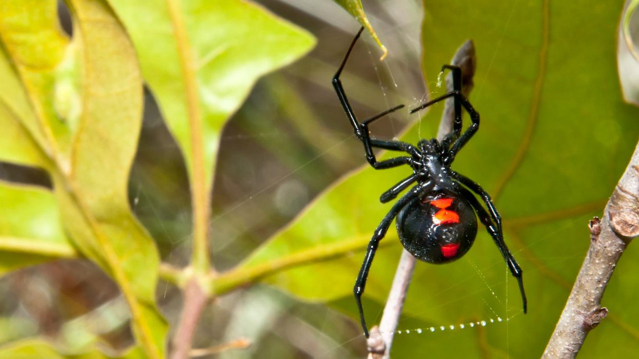 Brothers hospitalised after letting a black widow spider bite them so they could 'become Spider-Man'