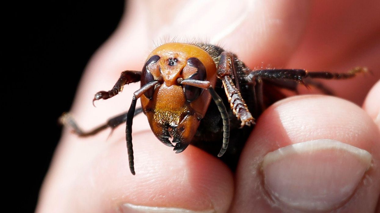Murder hornet threat to humans may have been 'drastically overblown', experts claim – but bees are still in danger