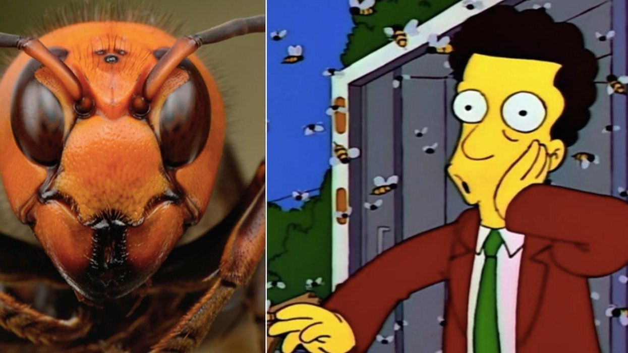 People think this episode of The Simpsons from 27 years ago predicted the 'murder hornets' of 2020