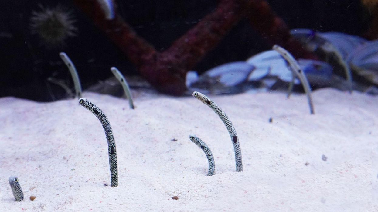 This aquarium wants you to video-chat with lonely eels who are forgetting humans exist