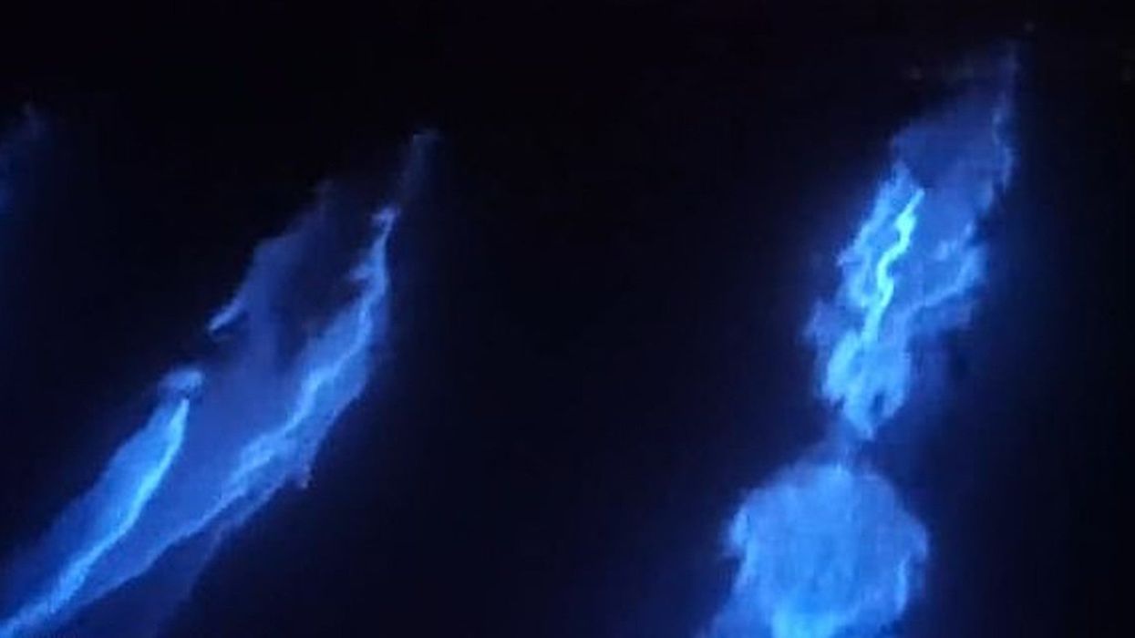 Magical footage captures a pod of dolphins glowing in the dark as they swim