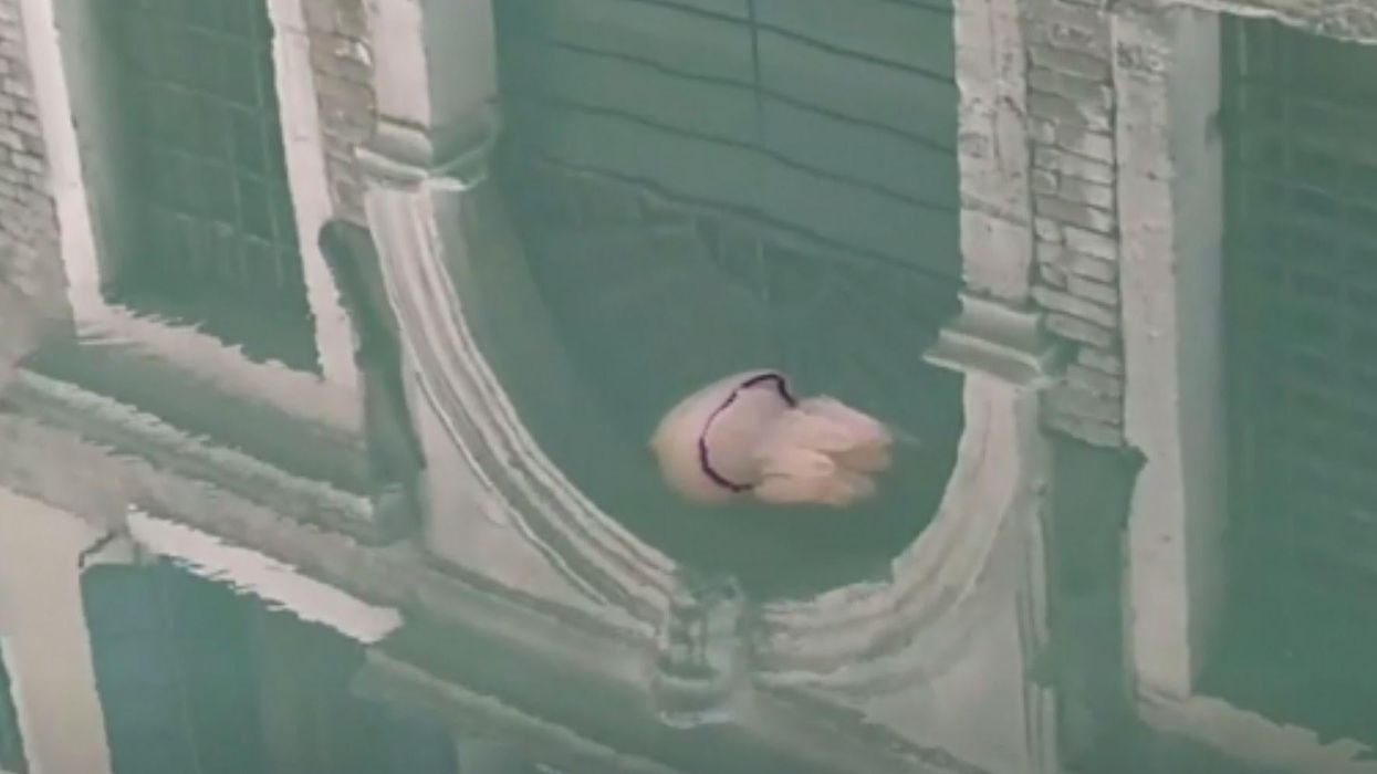 Jellyfish spotted swimming in newly deserted Venice canal