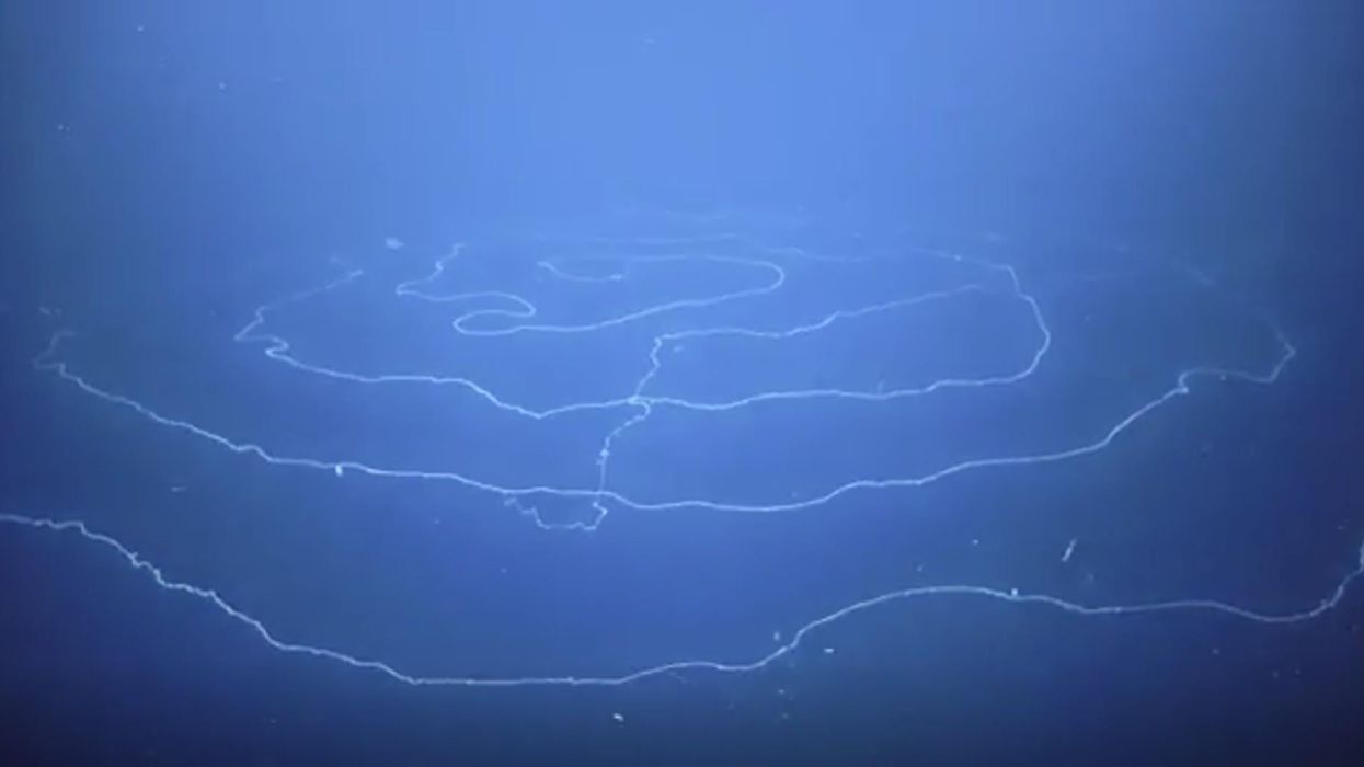 Scientists just discovered the longest animal on Earth – and hardly anyone has ever heard of it