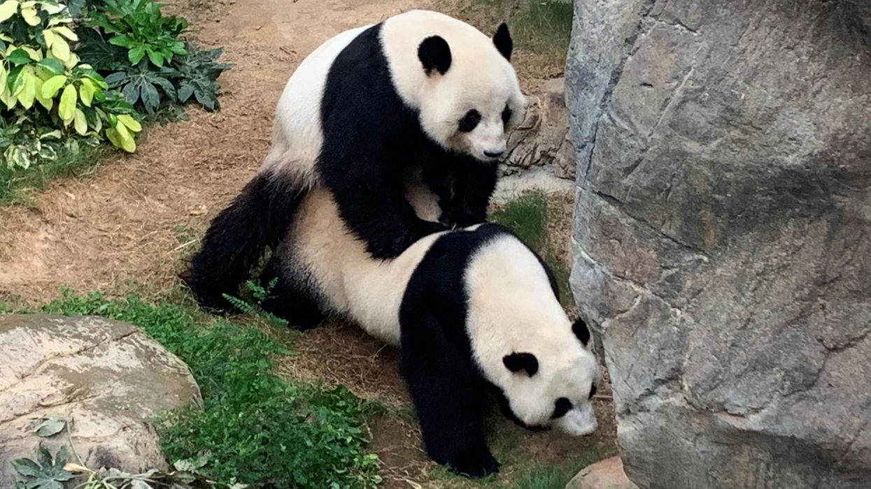 These shy pandas were seen mating for the first time in 10 years after coronavirus left their zoo empty