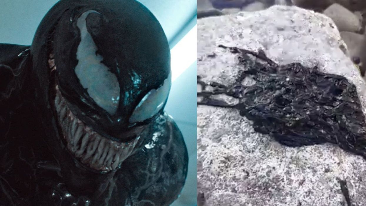 This viral video of a bootlace worm is being compared to the Marvel villain Venom