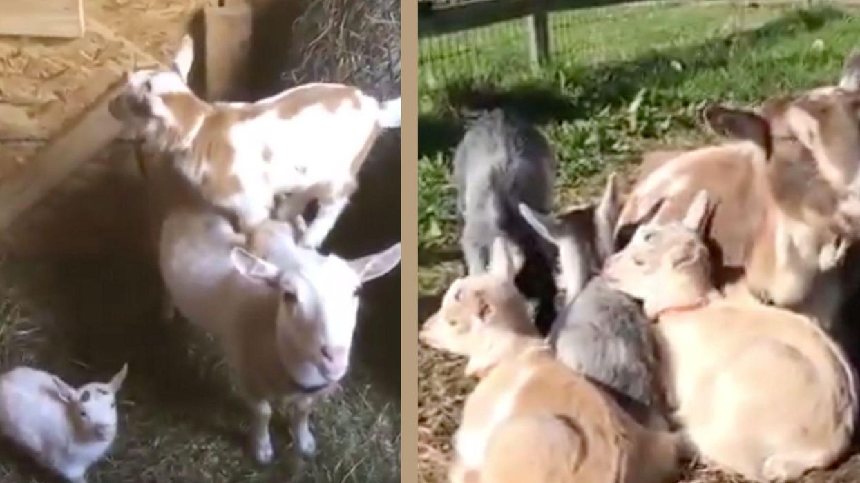 People are relying on these goats to help them through coronavirus because at this point why not