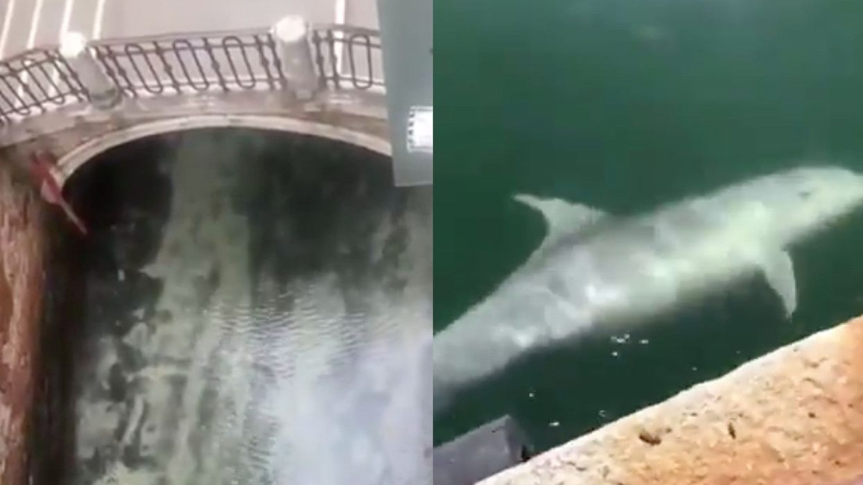 You can actually see the fish and dolphins in the canals of Venice again as tourists stay away during coronavirus crisis