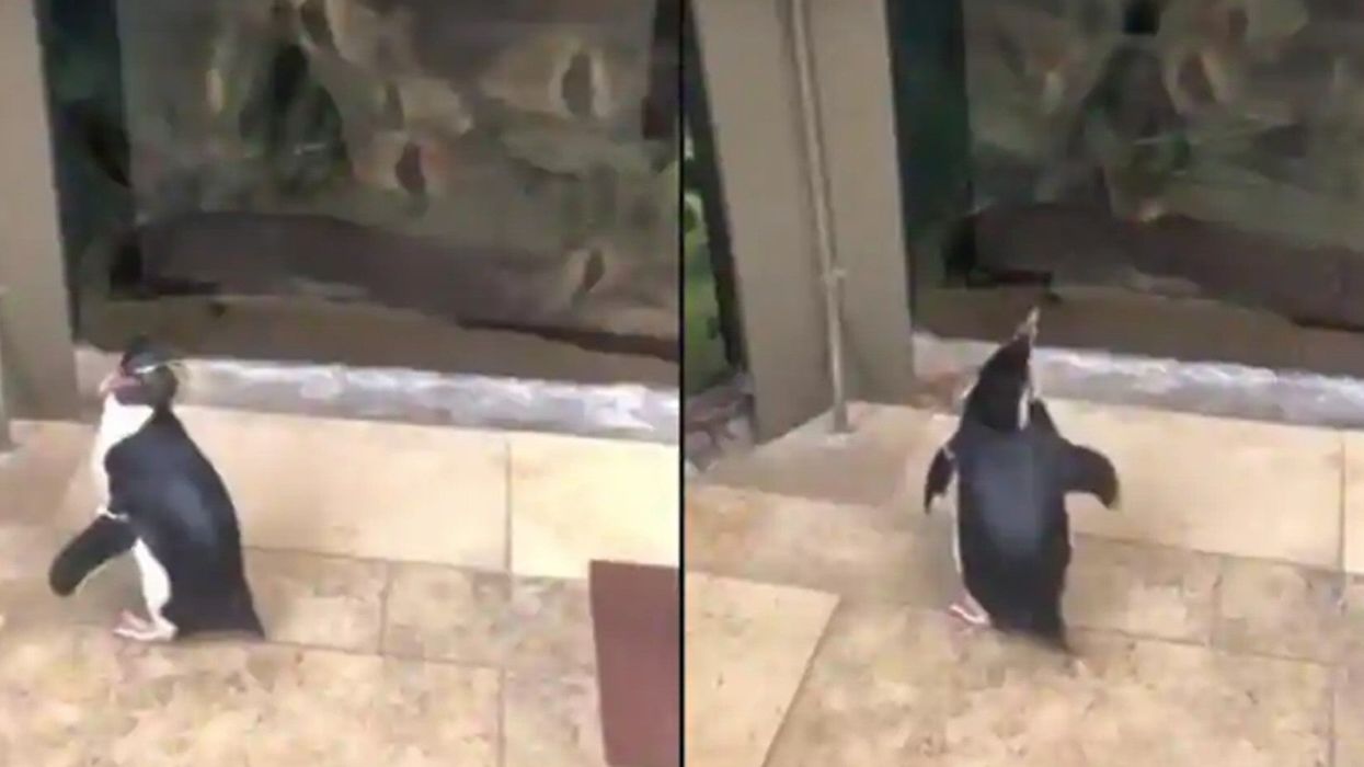 Penguins finally allowed to roam free after coronavirus leaves aquarium deserted