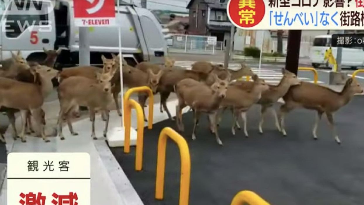 Deer in Japanese city forced to venture outside of parks in search of food as tourist numbers drop