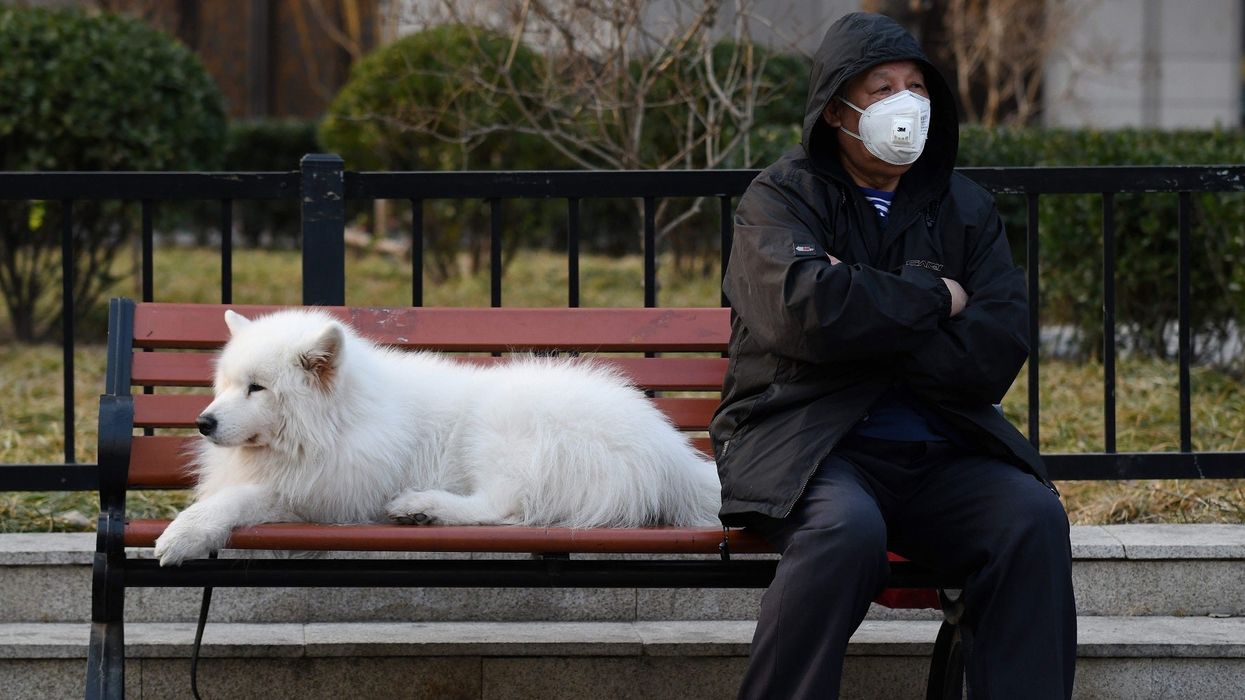 Your cats and dogs can't get coronavirus, WHO confirms