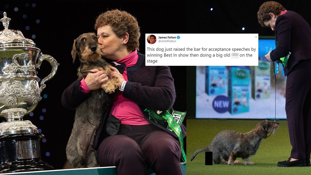 Crufts 'best in show' dog becomes viral star for doing a poo during victory lap
