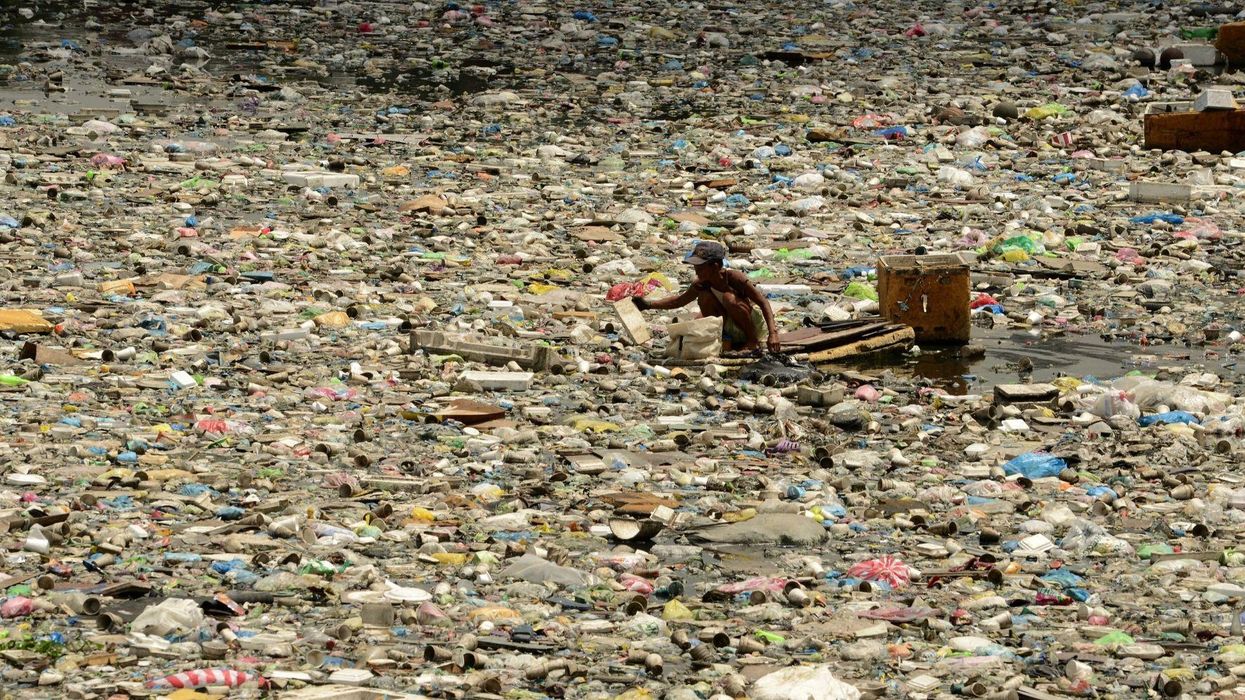 A tiny caterpillar could be the solution to plastic pollution, scientists suggest