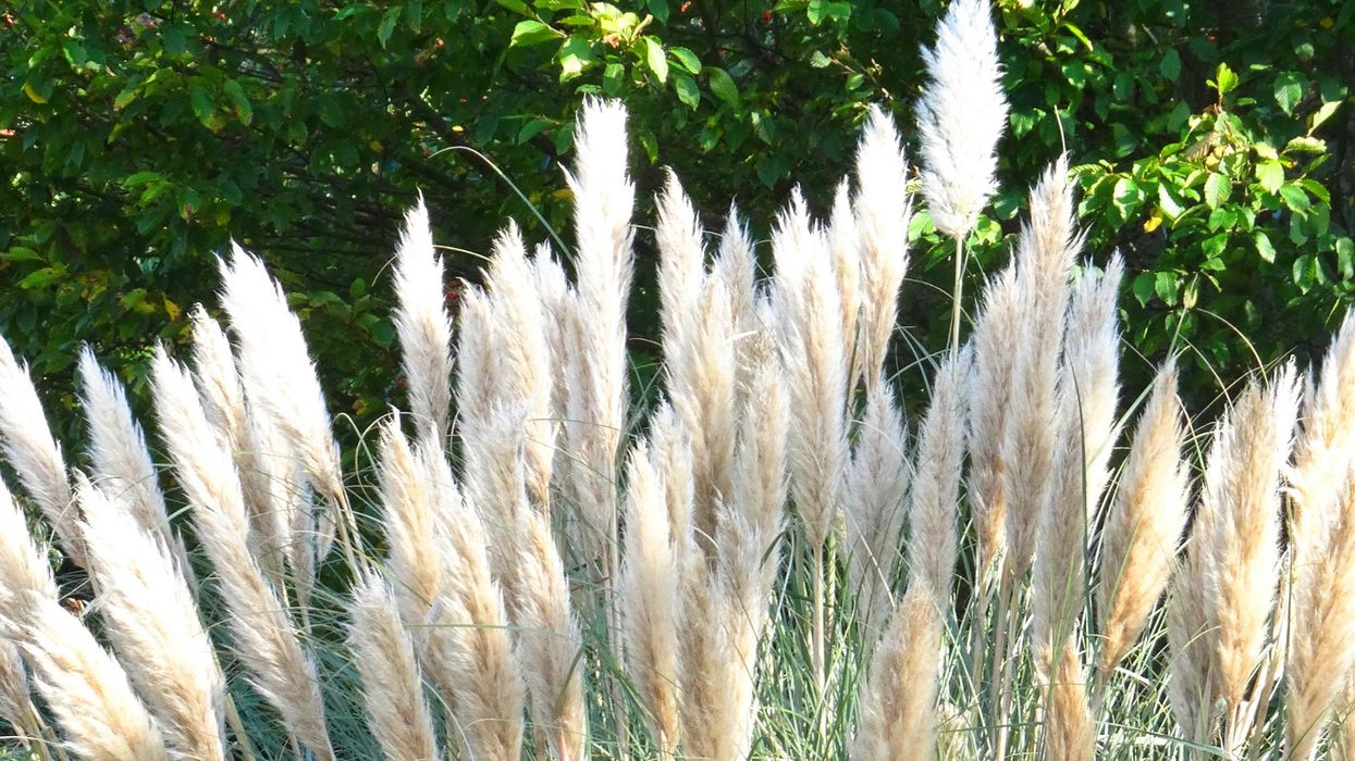 Image: