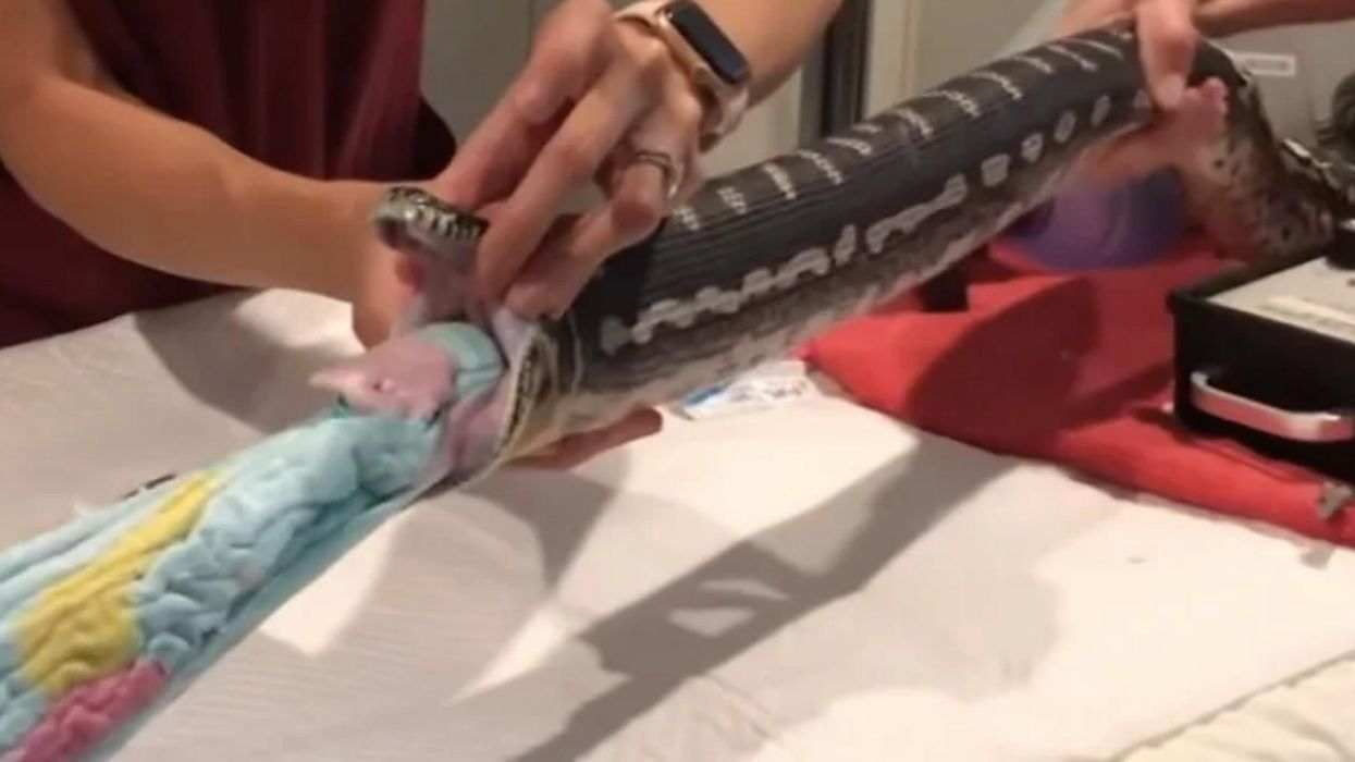 Watch vets remove an entire beach towel from an Australian python's mouth