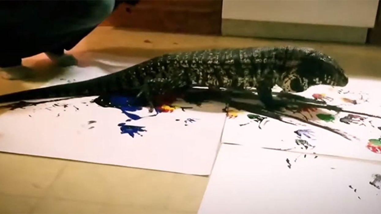 This painting lizard is selling his artwork to raise money for the Australian fire fund