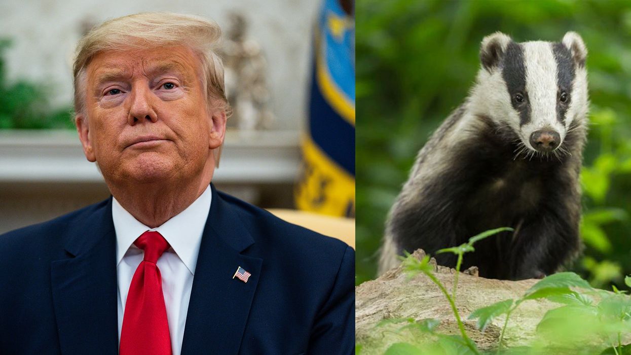 Trump is 'obsessed' with badgers and keeps asking if they are 'mean to people'