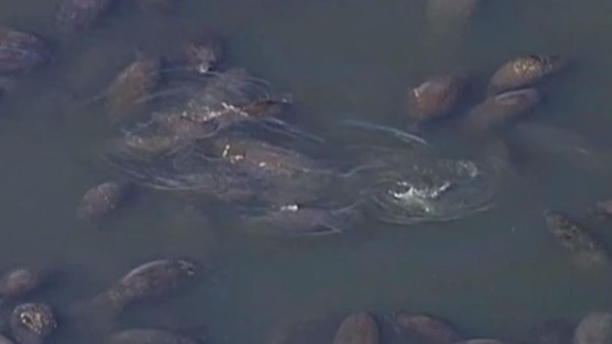 Manatees seen huddling together for warmth as temperatures plummet in Florida