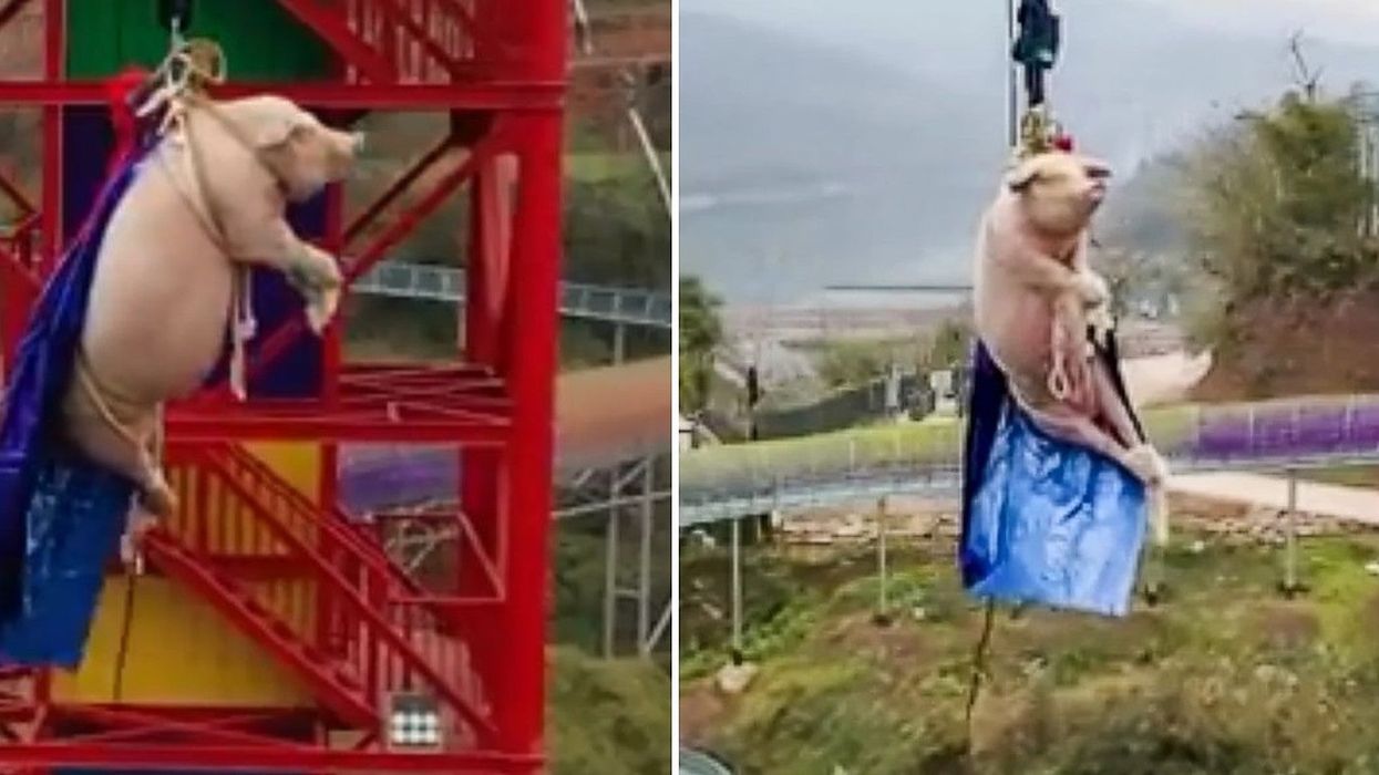 International outcry after Chinese theme park forces pig to bungee jump from 230 feet